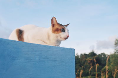 Close-up of cat against blue sky