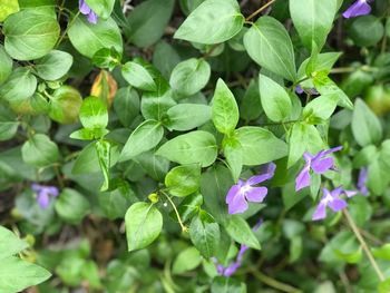 Close-up of fresh purple flowers blooming outdoors