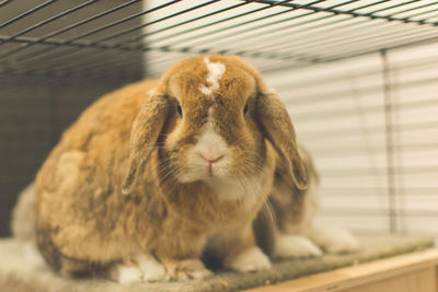 Close-up of rabbit in a cage