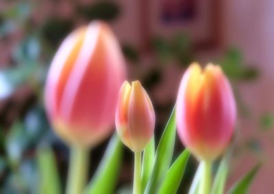 Close-up of flowers