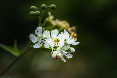 Close-up of white flowering plant