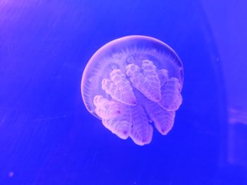 Close-up of jellyfish in sea