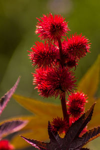 Close-up of red flowering plant