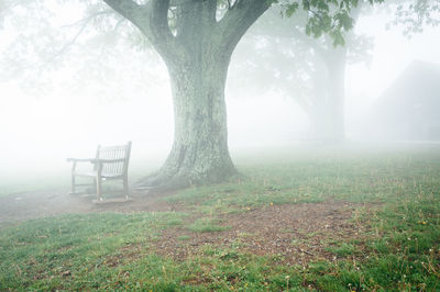 Trees in park during foggy weather