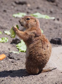 Side view of marmot feeding on lettuce
