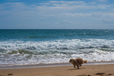 Dog on beach against sky