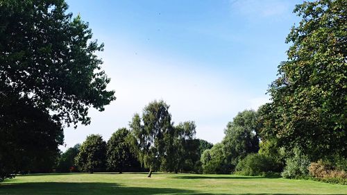 Trees on grassy landscape against blue sky