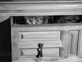 Portrait of tabby hiding in drawer of cabinet