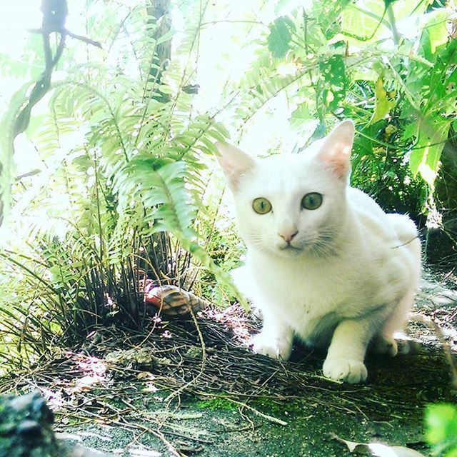 domestic cat, cat, pets, domestic animals, feline, mammal, one animal, animal themes, whisker, looking at camera, portrait, plant, sitting, staring, alertness, relaxation, front or back yard, growth, front view, outdoors