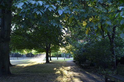 Trees growing in park