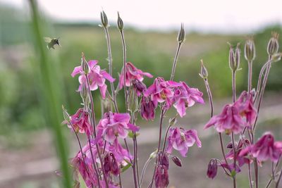 Close-up of bee flying over pink flowers