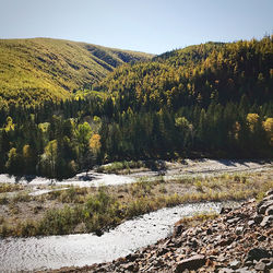 Scenic view of forest against sky