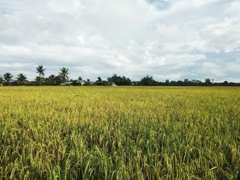 Scenic view of agricultural field against sky