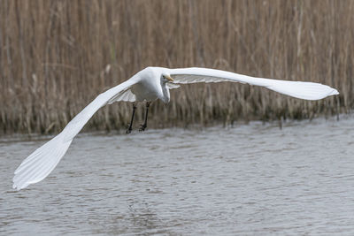 Seagull flying over a water