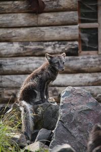 Side view of an animal sitting on wood