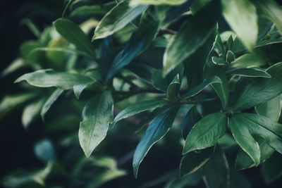 Close-up of green leaves