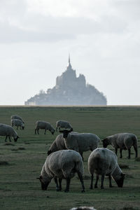 Flock of sheep grazing in a field. mont saint michel