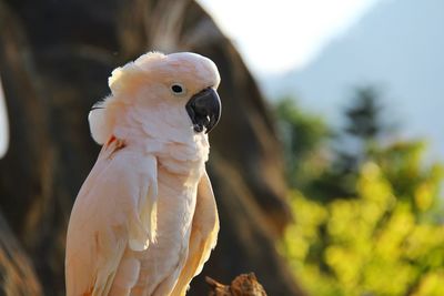 Close-up of bird perching on white background