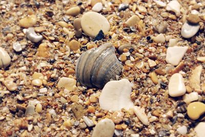 Close-up of shells on beach