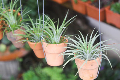 Close-up of potted plant