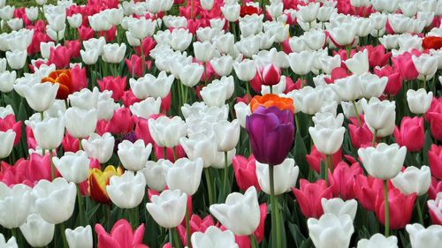 Close-up of pink tulips