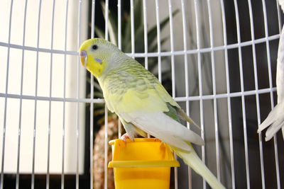 Close-up of parrot in cage