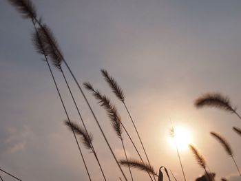 Low angle view of silhouette trees against sky at sunset