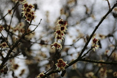 Close-up of insect on flower tree