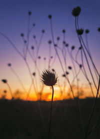 Close-up of silhouette flowering plant on field against sky during sunset