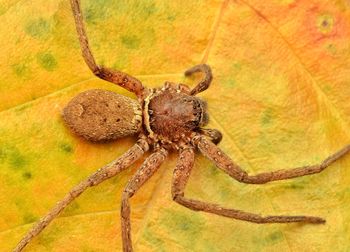 Close-up of spider