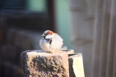 Close-up of bird perching on wood