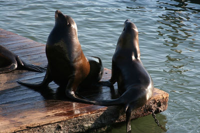 Sea lion couple at pier 39, san francisco