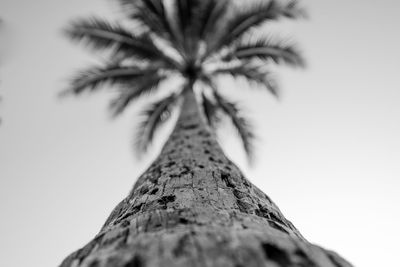 Low angle view of tree against clear sky