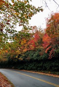 Road amidst trees during autumn