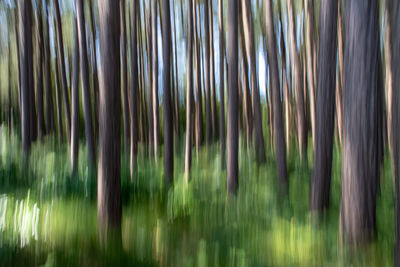 View of palm trees in forest