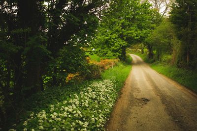 Road amidst trees in forest