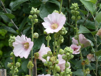 Close-up of flowers blooming outdoors