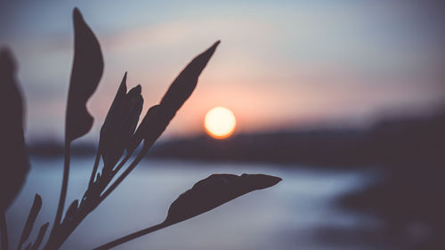 Close-up of silhouette plant against sky during sunset