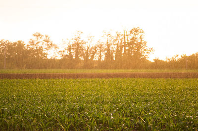 Scenic view of grassy field against sky