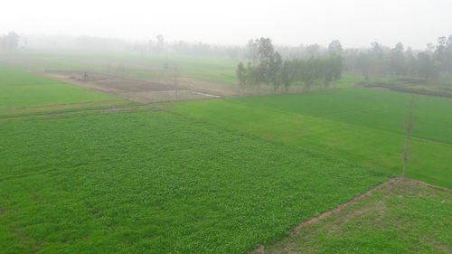 Scenic view of grassy field