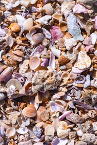 Full frame shot of seashells