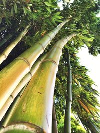 Low angle view of trees