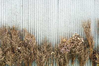 Close-up of plants against blurred background