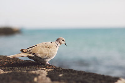 Pigeon perching on rock by sea against sky