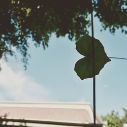 Low angle view of leaves against sky