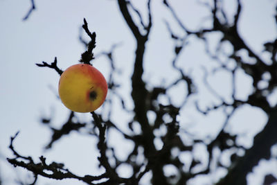 Close-up of apple on tree