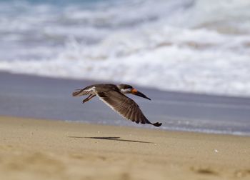 Bird flying over beach