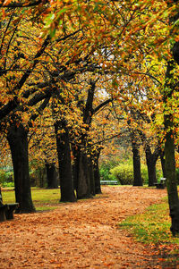 Trees in park during autumn