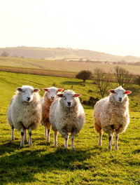 Sheep in a field