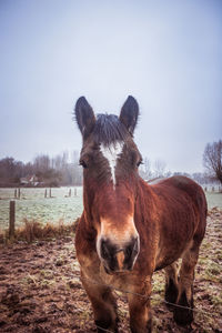 Portrait of horse standing on field against sky